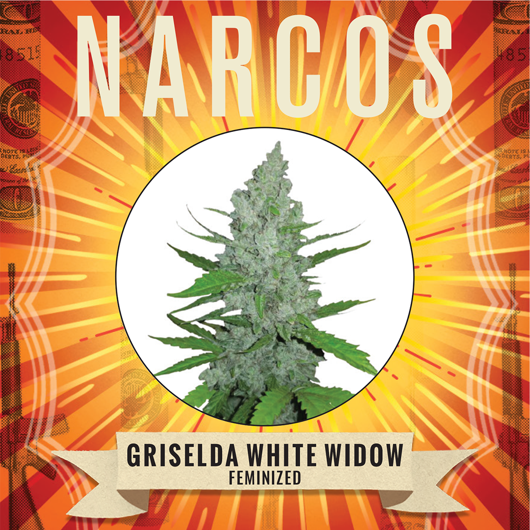 Fem White Widow x Brazilian Landrance Stativa x South Indian Indica Close-up of Fem White Widow x Brazilian Landrace Sativa x South Indian Indica cannabis seeds, showcasing their robust genetics and potential for high-yield harvests, ideal for experienced growers.