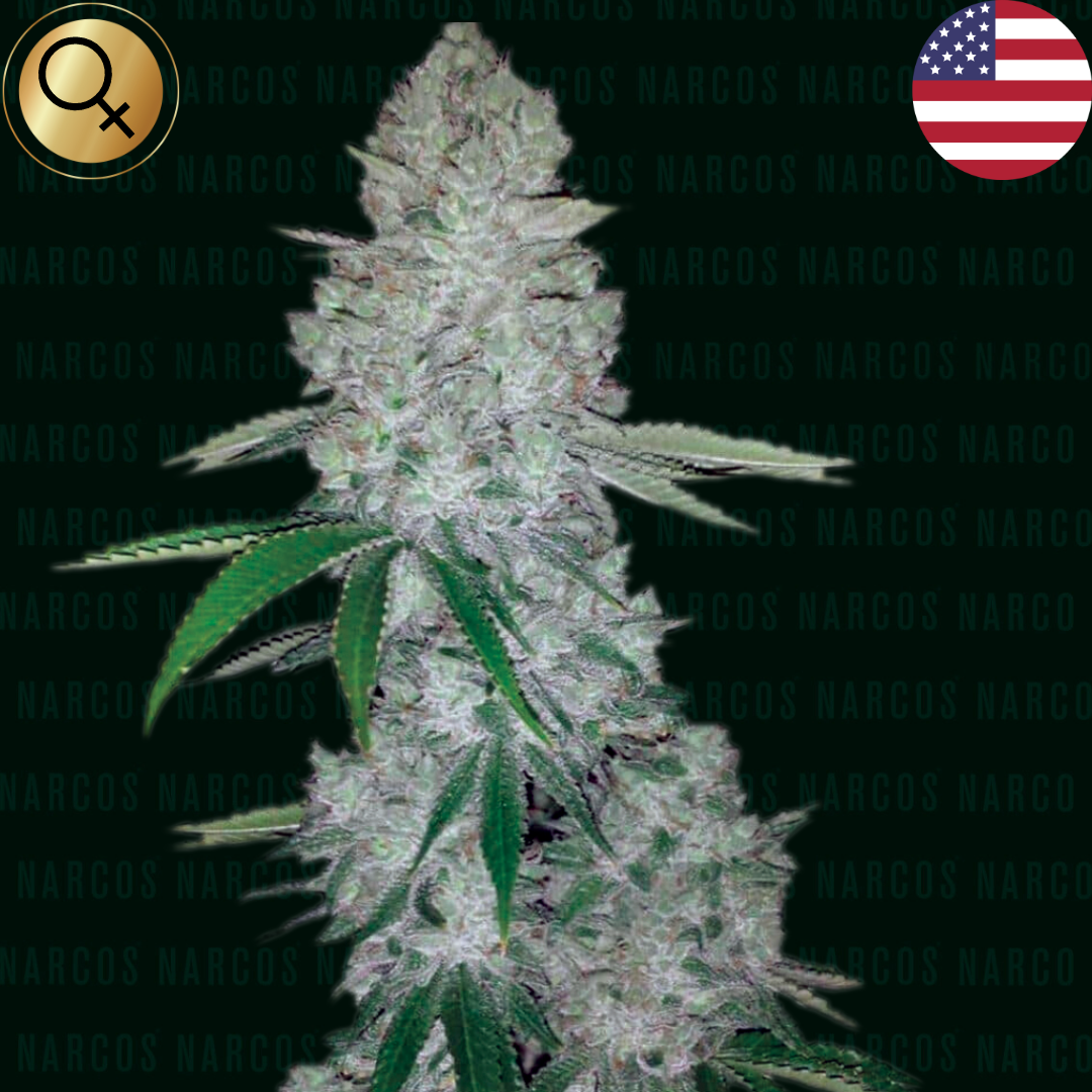 Vibrant Fem Florida OG x Original Florida Kush x Rare Dankness #1 cannabis plant, featuring dense, resin-coated buds with a unique aroma blend of earthy, citrus, and pine notes. Ideal for connoisseurs seeking potent effects and a rich flavor profile.