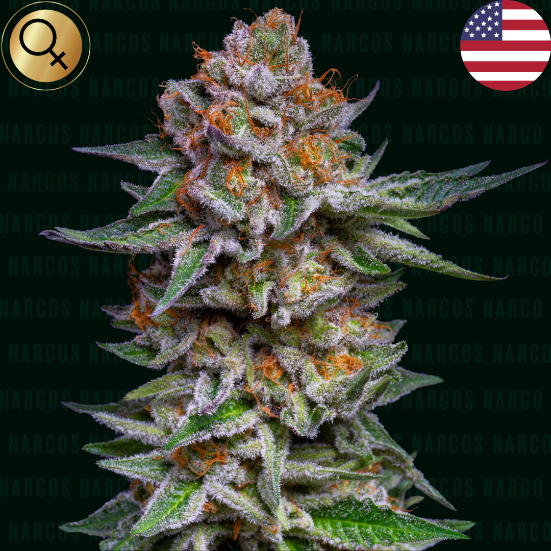 Fem Auto Dosidos x Face Off OG x BX1 x GSC Close-up of lush Fem Auto Dosidos x Face Off OG x BX1 x GSC cannabis plant with dense, resinous buds, highlighting its vibrant green leaves and orange pistils, perfect for cultivation enthusiasts.