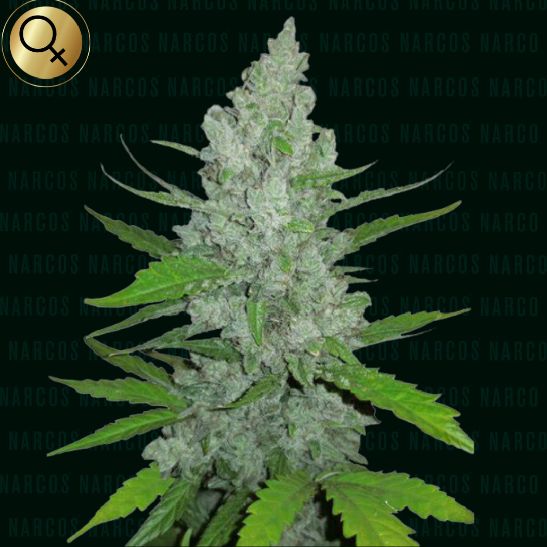 Close-up of Fem White Widow x Brazilian Landrace Sativa x South Indian Indica cannabis seeds, showcasing their robust genetics and potential for high-yield harvests, ideal for experienced growers.